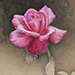 Kayoko Kimura Gallery